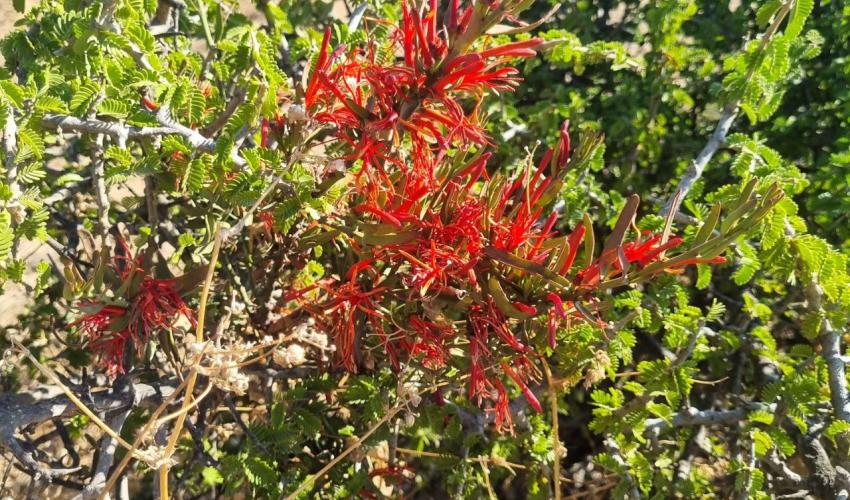 Guayacán siendo parasitado por quintral 