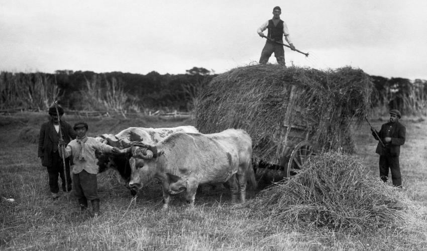 Pasto para los cilos, parte del trabajo realizado en la Factoria maderera Puerto Yartou, circa 1930. Tierra del Fuego